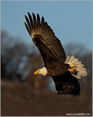 Bald Eagle 46