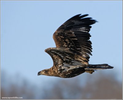 Juvenile Bald Eagle 47