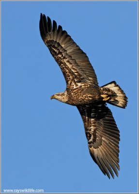Juvenile Bald Eagle 48
