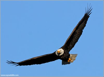 Bald Eagle 49