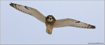 Short-eared Owl 11