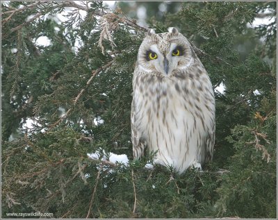 Short-eared Owl 12