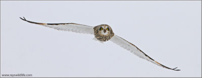 Short-eared Owl 13