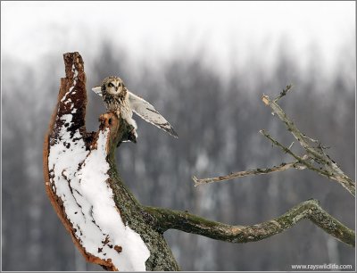 Short-eared Owl 14