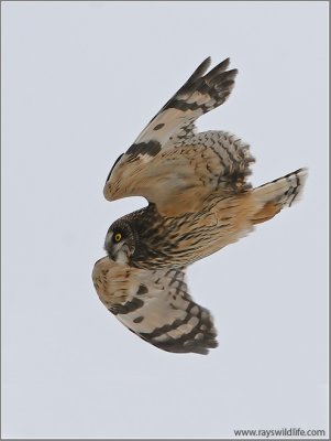 Short-eared Owl 15