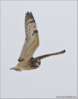 Short-eared Owl 16