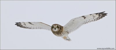 Short-eared Owl 17