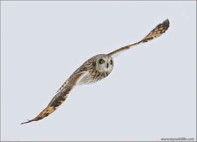 Short-eared Owl 19