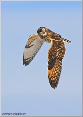 Short-eared Owl 21