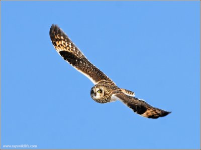 Short-eared Owl 22