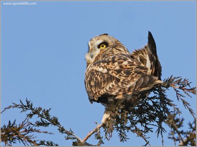 Short-eared Owl 24