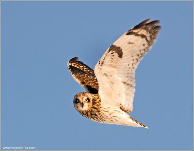 Short-eared Owl 25