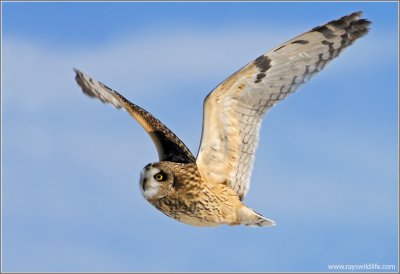 Short-eared Owl 26
