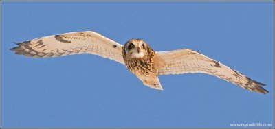 Short-eared Owl 29
