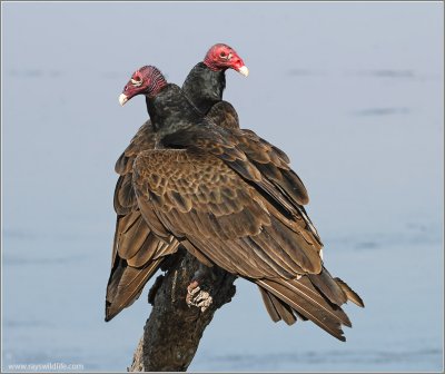 Turkey Vultures 2