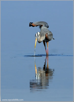 Great Blue Heron 31