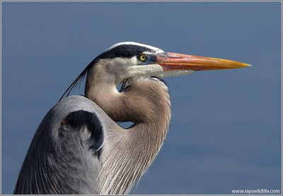 Great Blue Heron 58