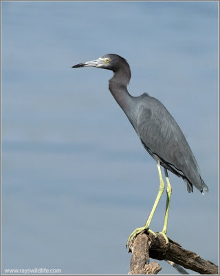 Little Blue Heron 7