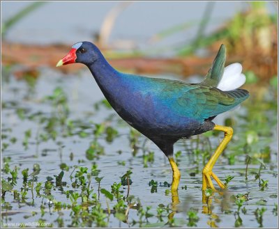 Gallinules and Coots