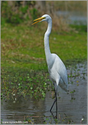 Great Egret 20