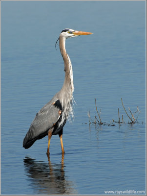 Great Blue Heron 36