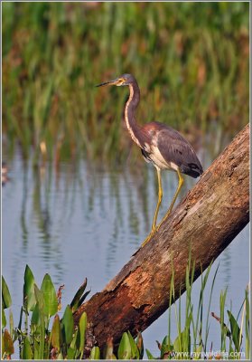 TriColoured Heron 20