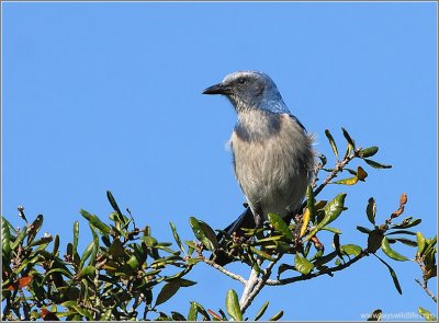 Florida Scub Jay 1