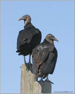 Black Vultures 2