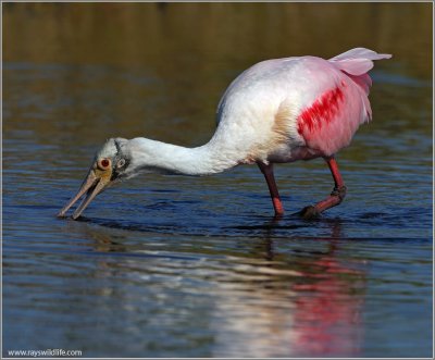 Roseate Spoonbill 11