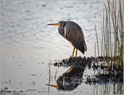 TriColoured Heron 21