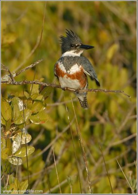 Belted Kingfisher 2