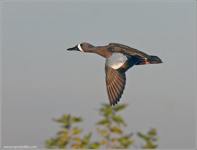 Blue-winged Teal 2