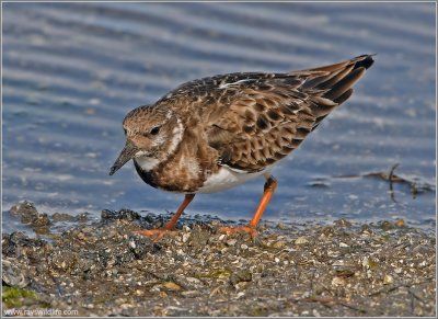 Ruddy Turnstone 4