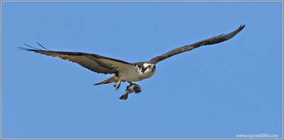 Osprey with Lunch 22
