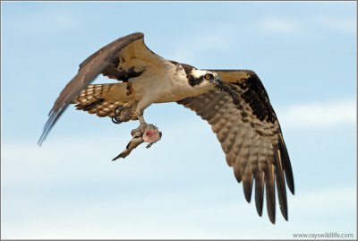Osprey  with Lunch 23
