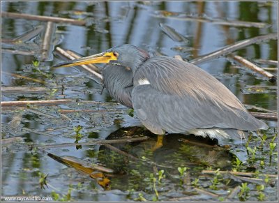 TriColoured Heron 22