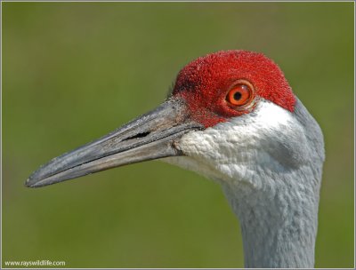 Sandhill Crane 3