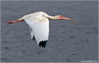 White ibis 10