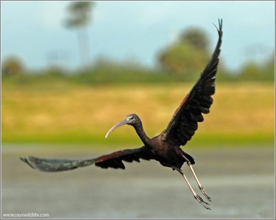 Glossy Ibis 4