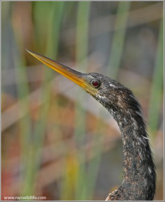 Anhinga 3