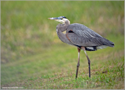 Great Blue Heron 42