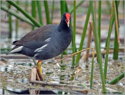 Moorhen 1