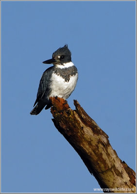 Belted Kingfisher 3