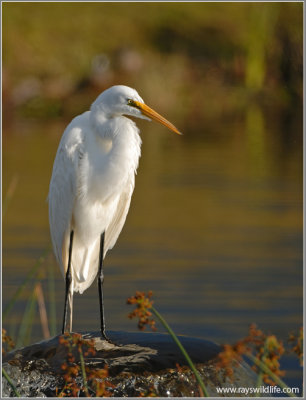 Great Egret 22