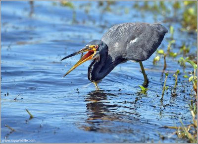 TriColoured Heron 27