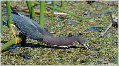 Green Heron 16