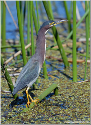 Green Heron 19