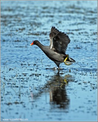 Moorhen 2