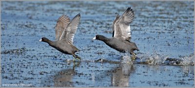 American Coots 7