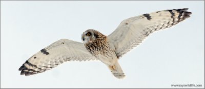 Short-eared Owl 32